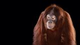 Orang-Utan