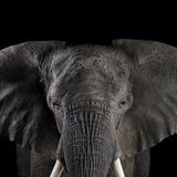 Afrikanischer Elefant