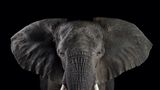 Afrikanischer Elefant