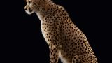 Gepard