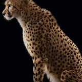 Gepard