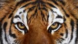 Sibirischer Tiger