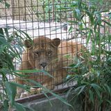 Vier Pfoten: Neues Leben für Zirkuslöwen