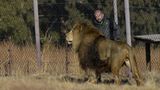 Vier Pfoten: Neues Leben für Zirkuslöwen - Bild 2