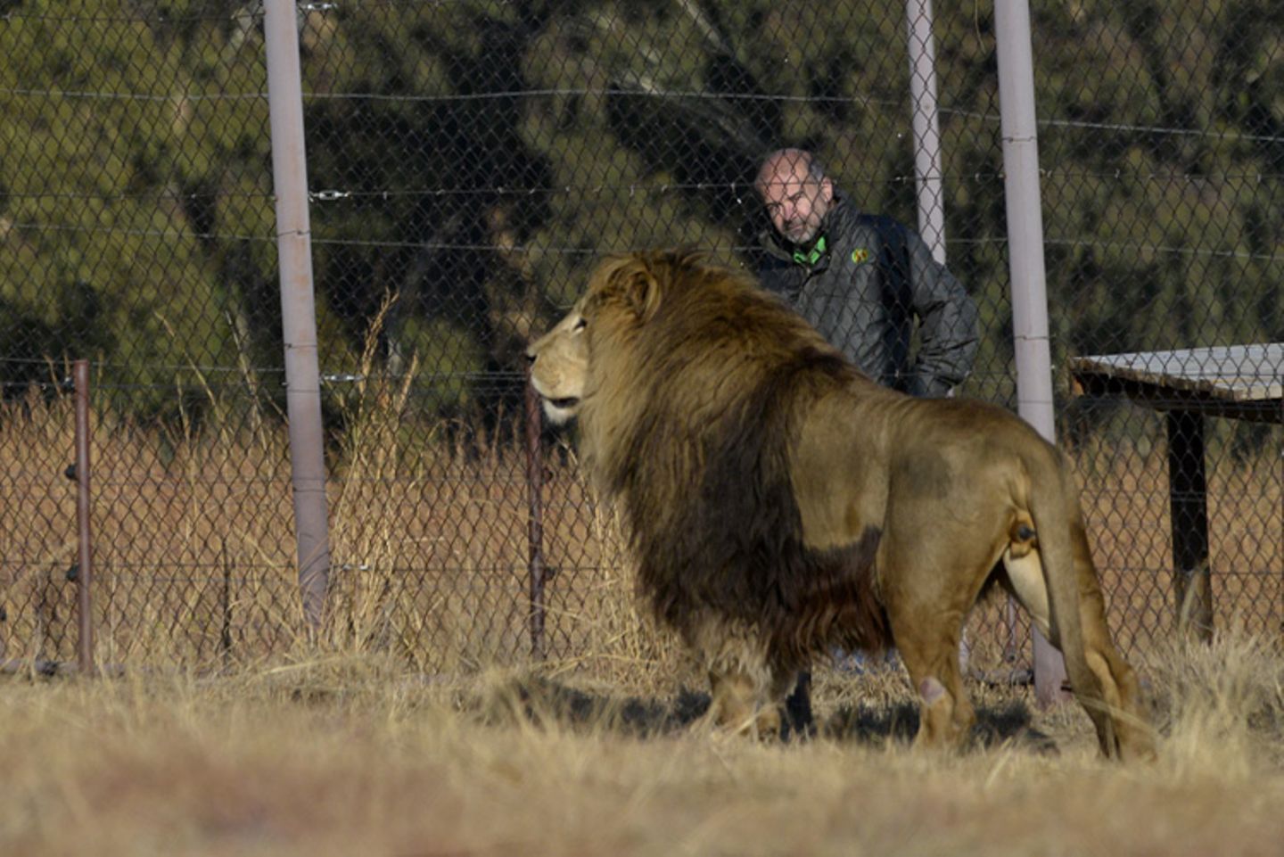Vier Pfoten: Neues Leben für Zirkuslöwen - Bild 2