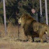 Vier Pfoten: Neues Leben für Zirkuslöwen - Bild 2