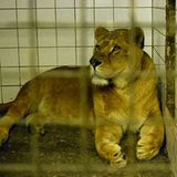 Vier Pfoten: Neues Leben für Zirkuslöwen - Bild 3