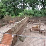 Vier Pfoten: Neues Leben für Zirkuslöwen - Bild 4