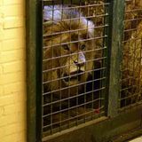 Vier Pfoten: Neues Leben für Zirkuslöwen - Bild 5