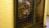 Vier Pfoten: Neues Leben für Zirkuslöwen - Bild 5