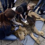 Vier Pfoten: Neues Leben für Zirkuslöwen - Bild 6