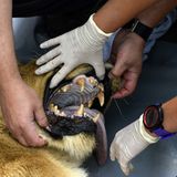 Vier Pfoten: Neues Leben für Zirkuslöwen - Bild 7