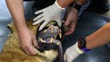 Vier Pfoten: Neues Leben für Zirkuslöwen - Bild 7