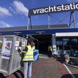 Vier Pfoten: Neues Leben für Zirkuslöwen - Bild 8