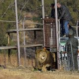 Vier Pfoten: Neues Leben für Zirkuslöwen - Bild 10