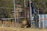 Vier Pfoten: Neues Leben für Zirkuslöwen - Bild 10