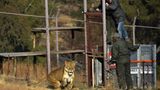 Vier Pfoten: Neues Leben für Zirkuslöwen - Bild 11