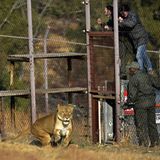 Vier Pfoten: Neues Leben für Zirkuslöwen - Bild 11