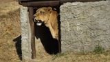 Vier Pfoten: Neues Leben für Zirkuslöwen - Bild 12