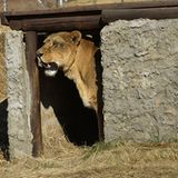 Vier Pfoten: Neues Leben für Zirkuslöwen - Bild 12