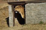 Vier Pfoten: Neues Leben für Zirkuslöwen - Bild 12