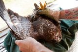 Fotogalerie: Ein Krankenhaus für Fuchs und Hase - Bild 5