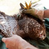 Fotogalerie: Ein Krankenhaus für Fuchs und Hase - Bild 5