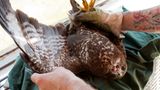 Fotogalerie: Ein Krankenhaus für Fuchs und Hase - Bild 5