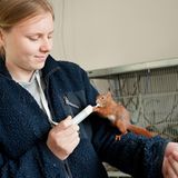 Fotogalerie: Ein Krankenhaus für Fuchs und Hase - Bild 6