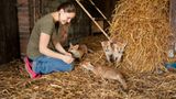 Fotogalerie: Ein Krankenhaus für Fuchs und Hase - Bild 10