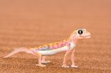 Sandgecko, Skeleton Coast Park, Namibia