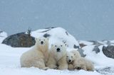 Eisbärfamilie, Wapusk National Park, Kanada