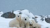 Eisbärfamilie, Wapusk National Park, Kanada