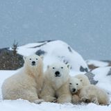 Eisbärfamilie, Wapusk National Park, Kanada