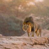 Wüstenlöwe, Skeleton Coast Park, Namibia
