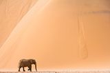 Wüstenelefant, Skeleon Coast Park, Namibia