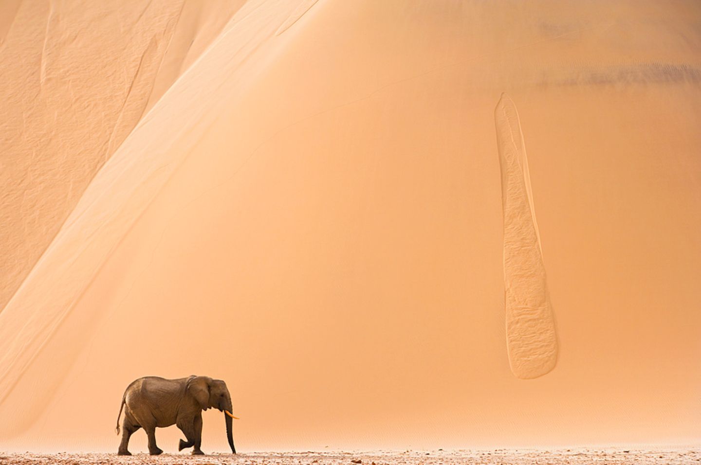 Wüstenelefant, Skeleon Coast Park, Namibia - [GEO]