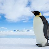 Kaiserpinguine, Weddellmeer, Antarktis