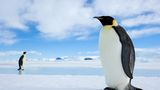 Kaiserpinguine, Weddellmeer, Antarktis