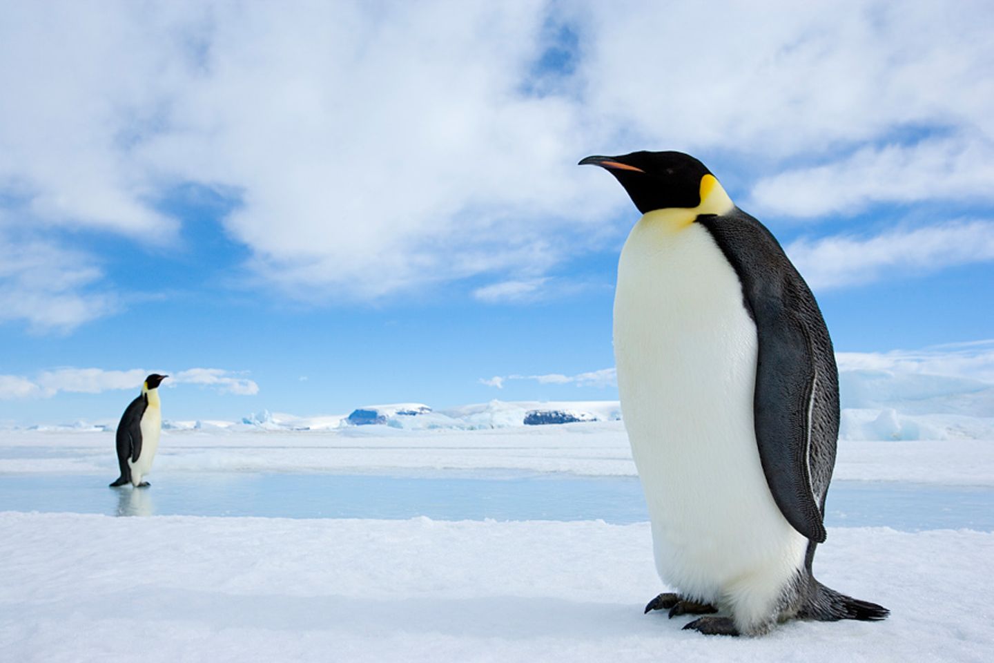 Kaiserpinguine, Weddellmeer, Antarktis