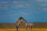 Steppenzebras, Ambosli National Park, Kenya