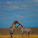 Steppenzebras, Ambosli National Park, Kenya