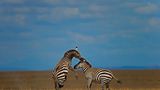 Steppenzebras, Ambosli National Park, Kenya