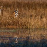 Indischer Tigerin mit Jungen, Bandhavgarh Tiger Reserve, Indien