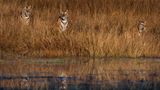 Indischer Tigerin mit Jungen, Bandhavgarh Tiger Reserve, Indien