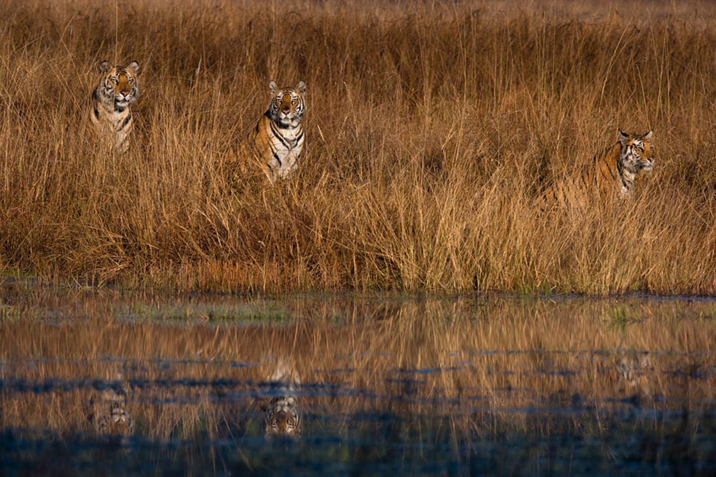 Indischer Tigerin mit Jungen, Bandhavgarh Tiger Reserve, Indien