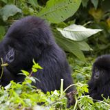 Berggorilla mit Jungen, Virunga National Park, Rhuanda