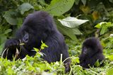 Berggorilla mit Jungen, Virunga National Park, Rhuanda