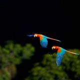 Grünflügelaras, Piauí, Brasilien