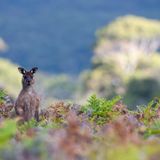 Westliches Graues Riesenkänguru, Kangaroo Island, Australien